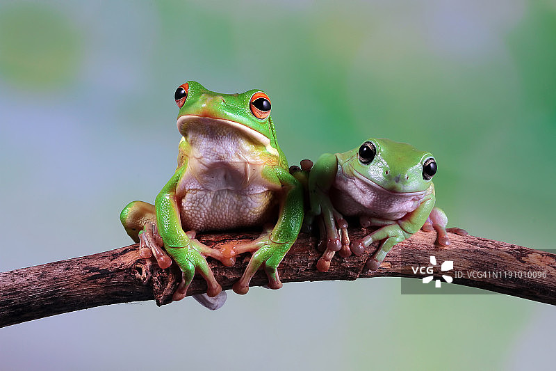 澳大利亚白色树蛙和矮胖树蛙在树枝上，印度尼西亚图片素材