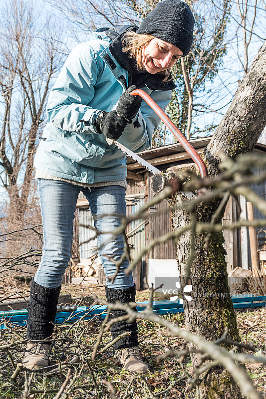 满足的女人在冬季果园用手锯修剪苹果树枝图片素材