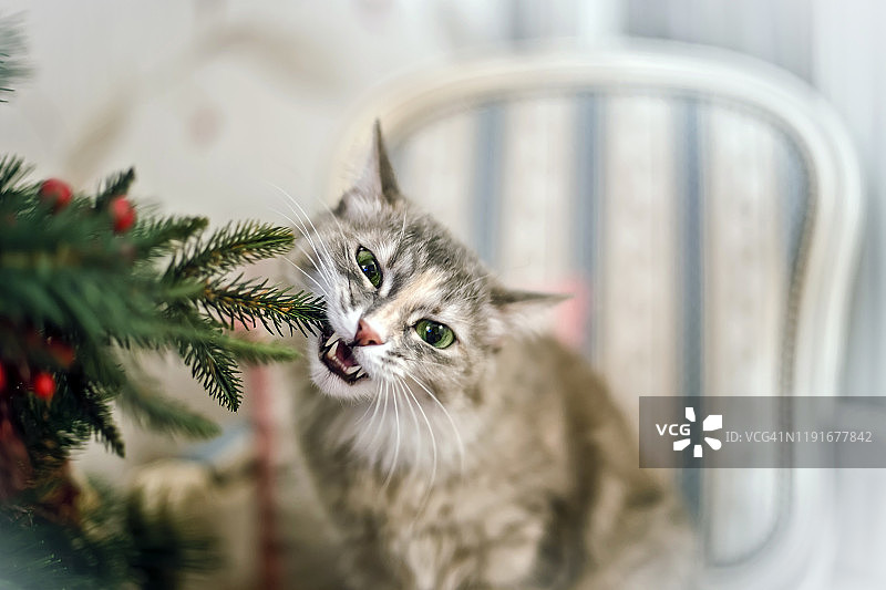 可爱有趣的灰猫咬Сhristmas树图片素材