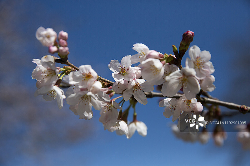 春天的樱桃树图片素材