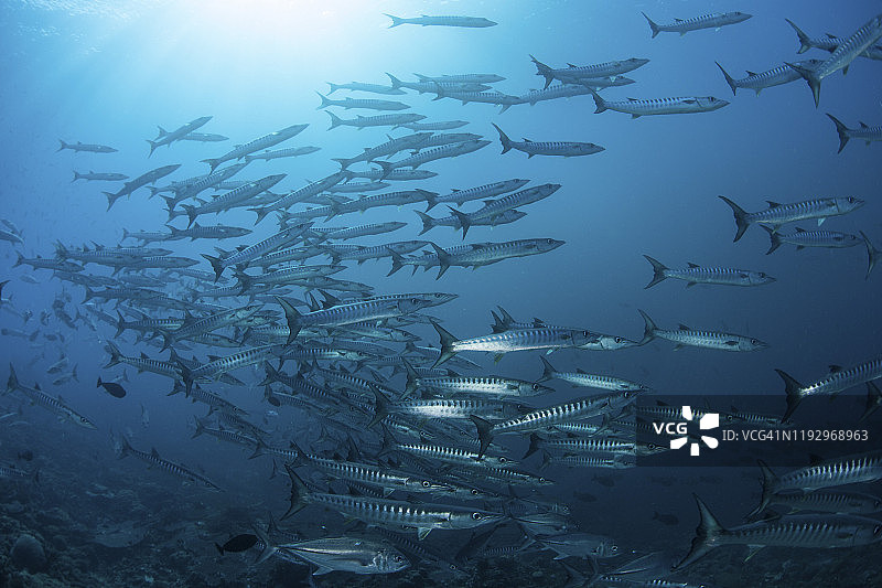 一群黑鳍梭鱼在所罗门群岛的蓝色水域中游泳。图片素材