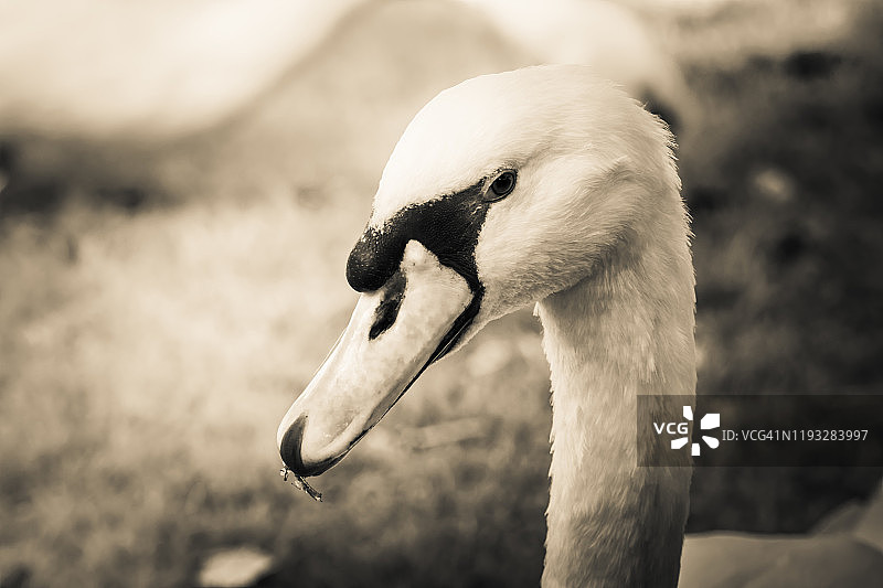 一个性感和滑稽的白色天鹅的肖像图片素材