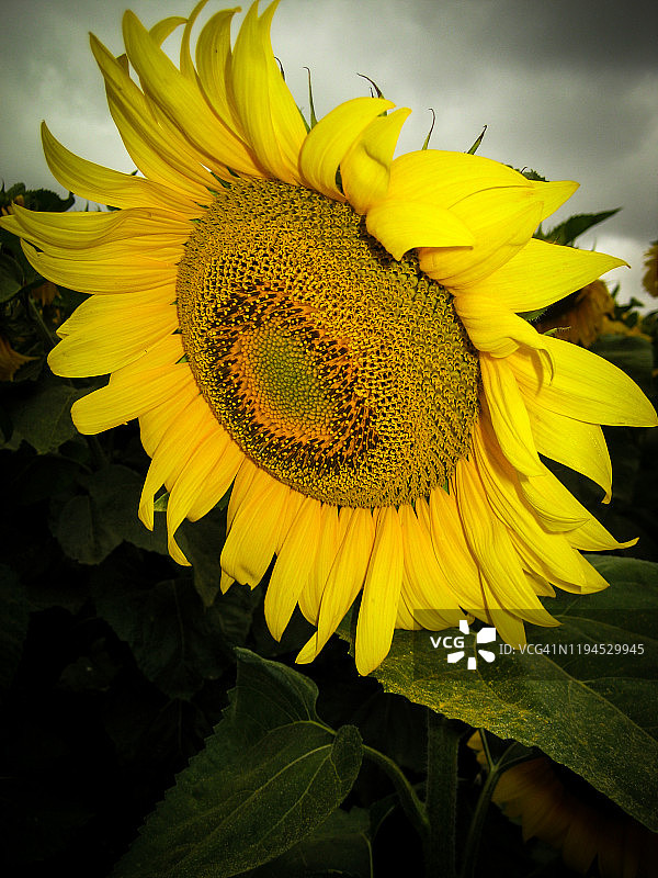 近距离拍摄的一朵向日葵。图片素材