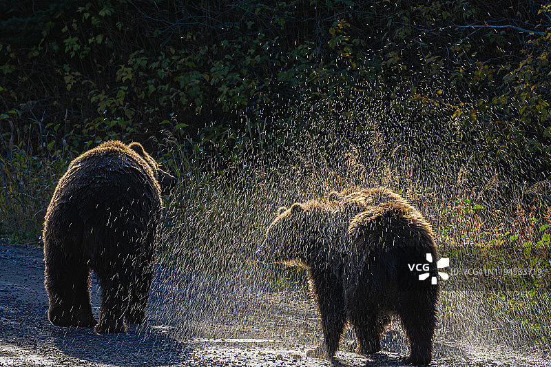 科迪亚克棕熊和两只幼崽在海湾游泳后走在一条土路上图片素材