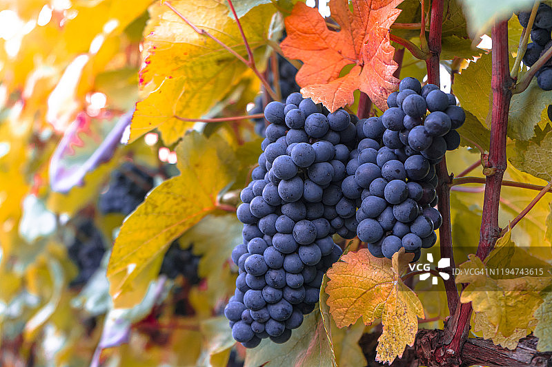 特写的成熟的葡萄准备收获。在法国图片素材
