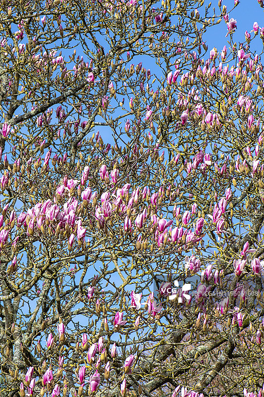 美丽的，粉红色的盛开的木兰树的花朵映衬着生机勃勃的蓝天图片素材