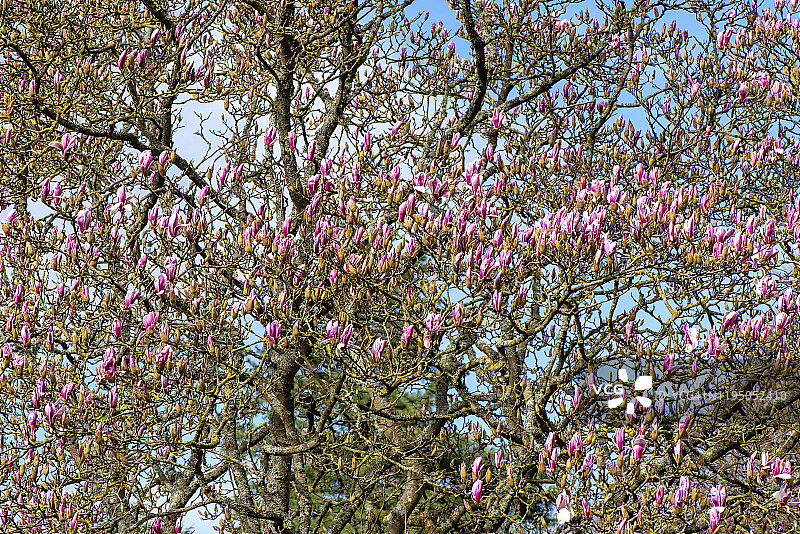 美丽的，粉红色的盛开的木兰树的花朵映衬着生机勃勃的蓝天图片素材