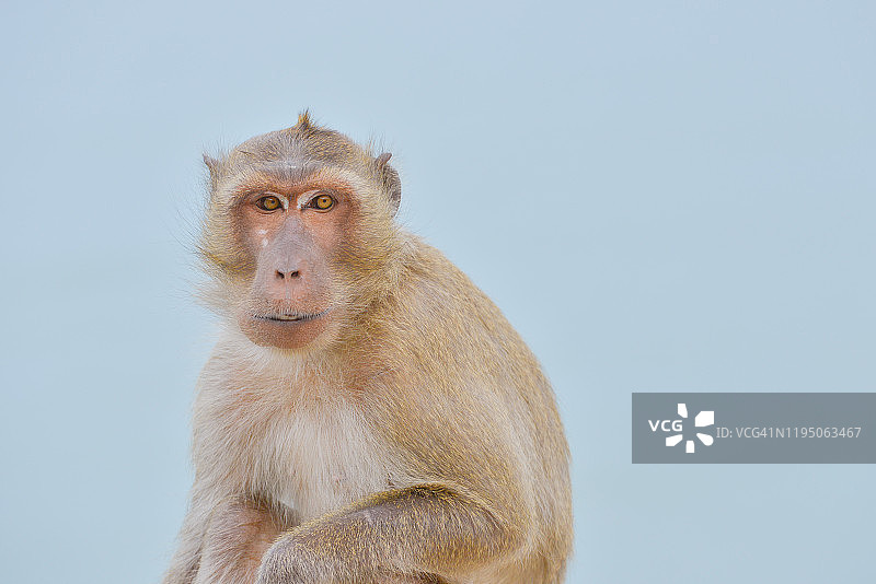野生动物猴子肖像图片素材