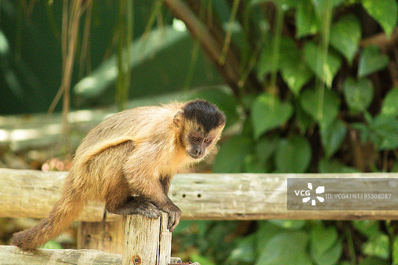 猴子钉在木头上图片素材