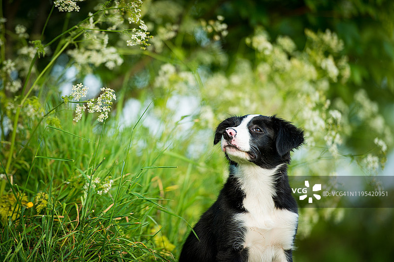 一只狗坐在乡间野花丛中的肖像图片素材