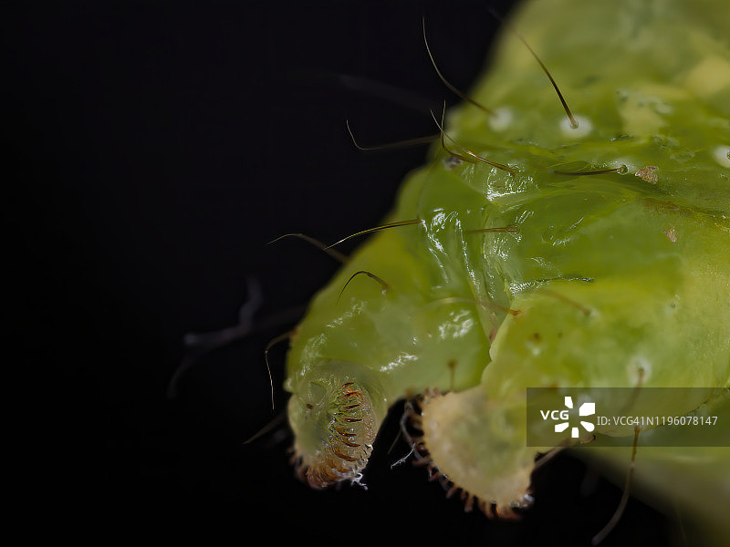 卷心菜蛾子的毛虫腿图片素材