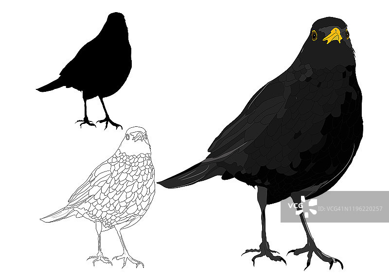 向量的鸟。常见的黑鸟。矢量图像。白色背景。图片素材