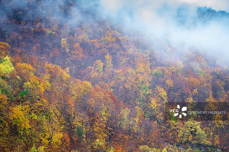 秋季有雾的森林图片素材