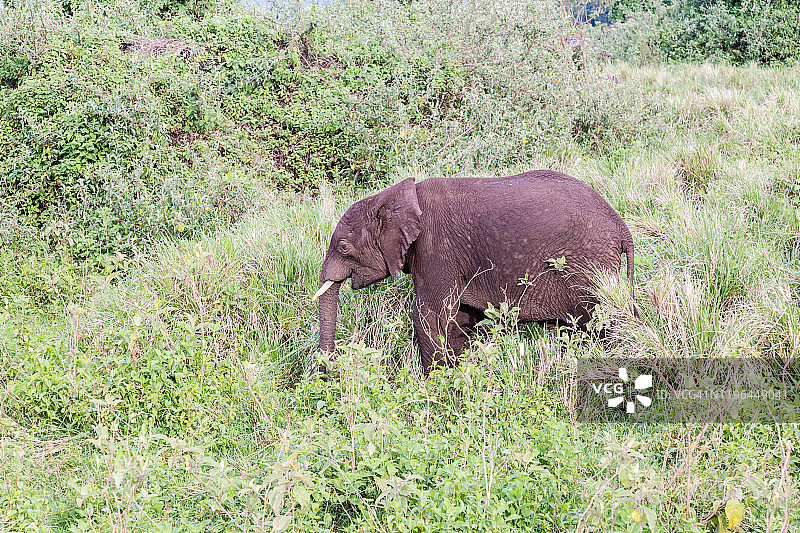 非洲荒野中的大象图片素材