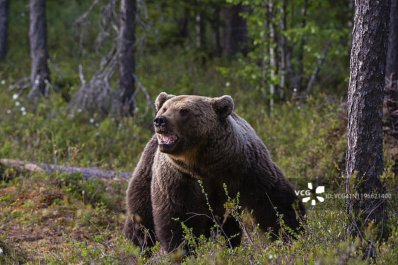 行走在芬兰库赫莫森林中的欧洲棕熊图片素材