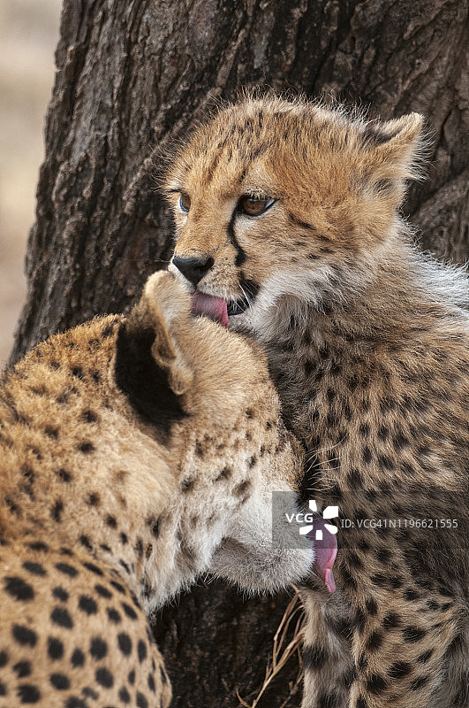 猎豹和幼崽，马赛马拉国家公园，肯尼亚图片素材