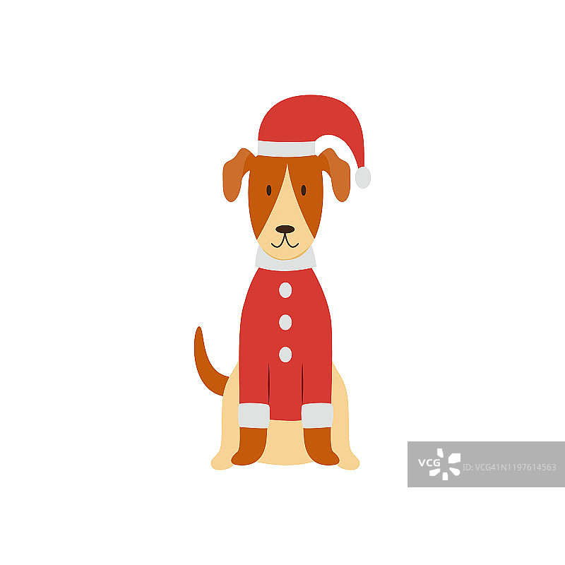 一只可爱的光滑狐狸梗站在圣诞红色的服装。图片素材