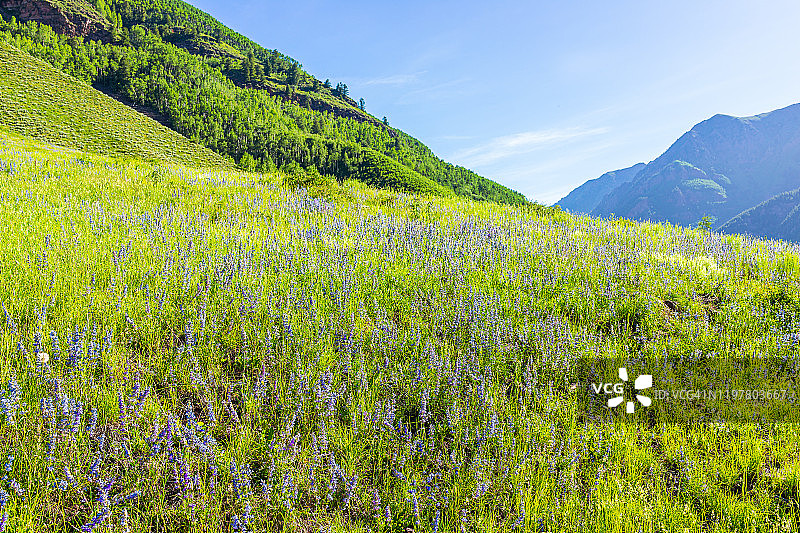 在科罗拉多州阿斯彭的栗色铃铛地区，有许多蓝紫色羽扇豆花的草地野花图片素材