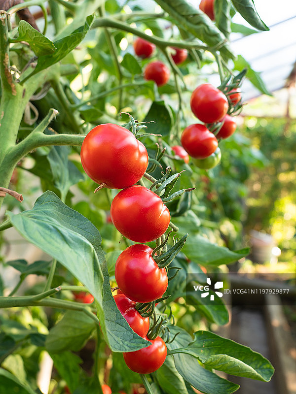 新鲜成熟的红番茄图片素材