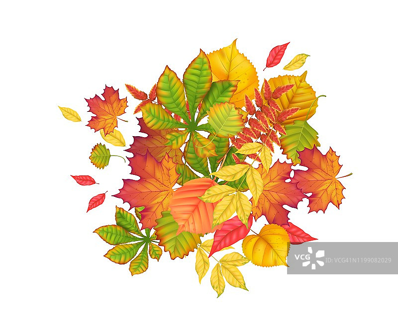 收集各种树木的秋天树叶的现实向量风格。孤立的对象图片素材