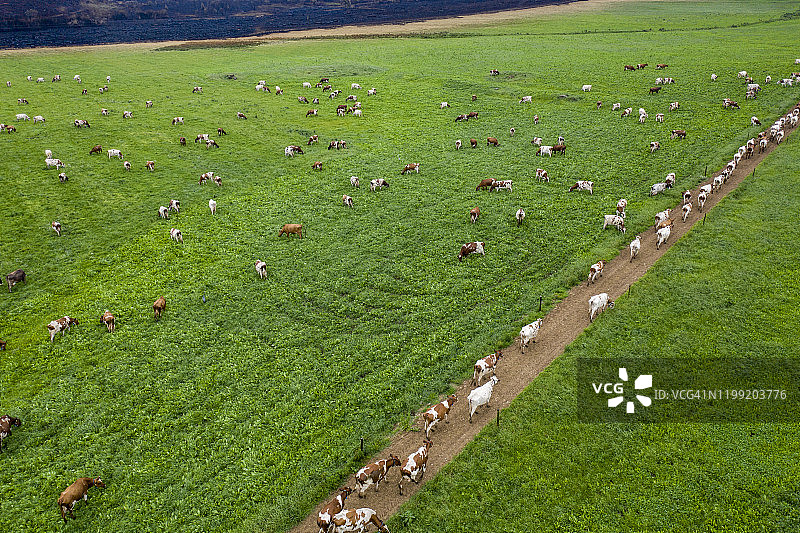 埃尔郡的奶牛在大型奶牛场的草地上吃草的风景鸟瞰图图片素材