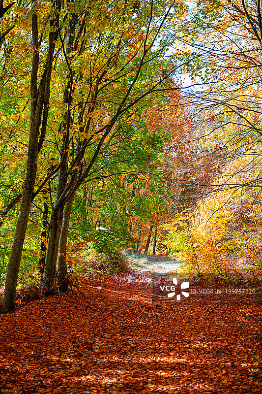 森林里的秋天图片素材