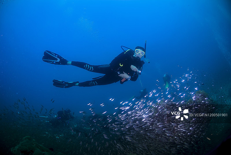 在斯密兰群岛和黎塞留岩，一名潜水员和一群鱼一起潜水图片素材
