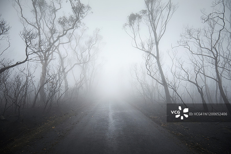 行驶在大气森林中的一条狭窄的道路上，穿过烟雾走向明亮的光线图片素材