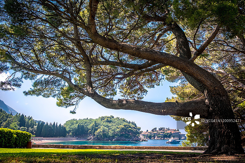 黑山Sveti Stefan岛和Milocer海滩附近的一种大型针叶树图片素材