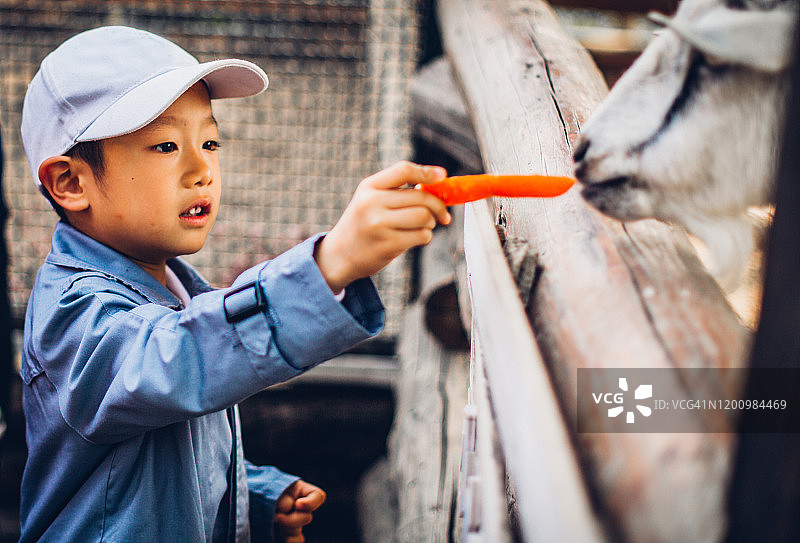 中国儿童在喂山羊图片素材