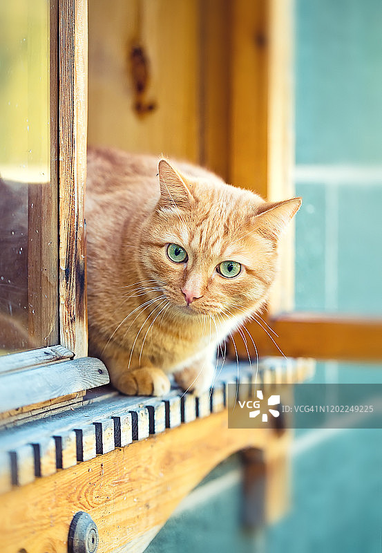姜猫坐在乡村窗台夏天阳光灿烂的一天。动物主题图片素材