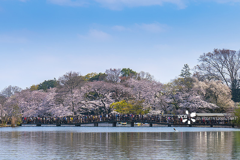 日本东京上野公园的樱花图片素材