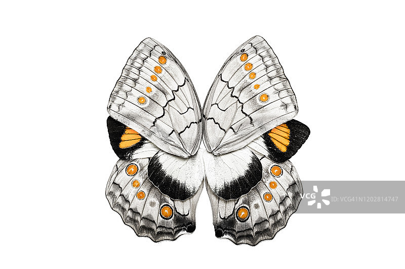 蝴蝶翅膀的艺术图片素材