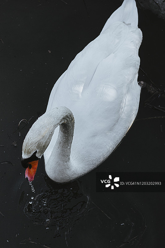 白天鹅在冰冷的湖水中游泳图片素材