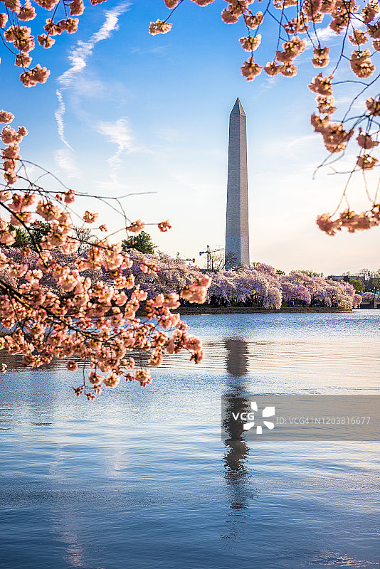 华盛顿特区的春天图片素材