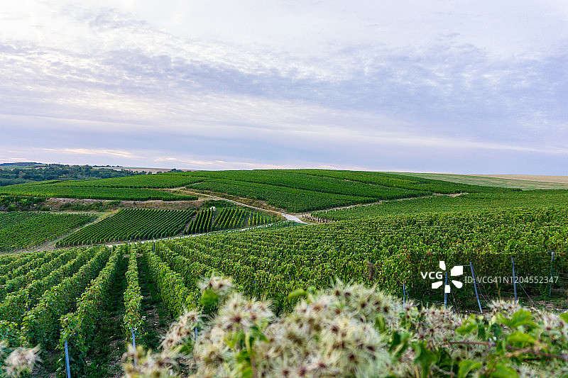 列葡萄藤葡萄在香槟葡萄园的蒙特尼德兰斯图片素材