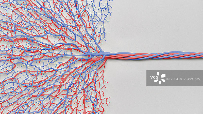 两个网络的静脉一个红色和一个蓝色相互作用和简化。图片素材