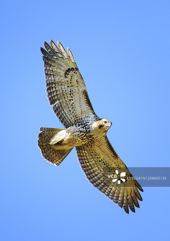 近距离的红尾鹰对蓝色天空在埃克斯顿公园，宾夕法尼亚州垂直图片素材