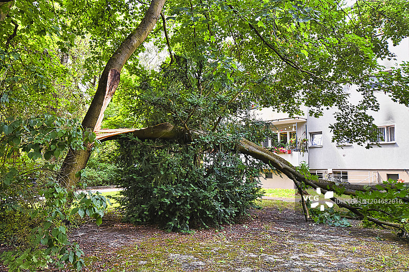 德国柏林，风暴毁坏了倒下的树木图片素材