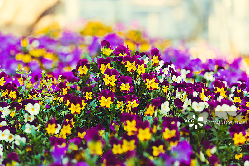 紫色和黄色的紫罗兰在模糊的花背景上图片素材
