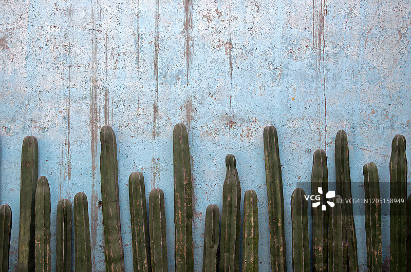 一排墨西哥篱笆仙人掌(Pachycereus marginatus)靠着一堵涂有风化淡蓝色油漆的灰泥墙图片素材