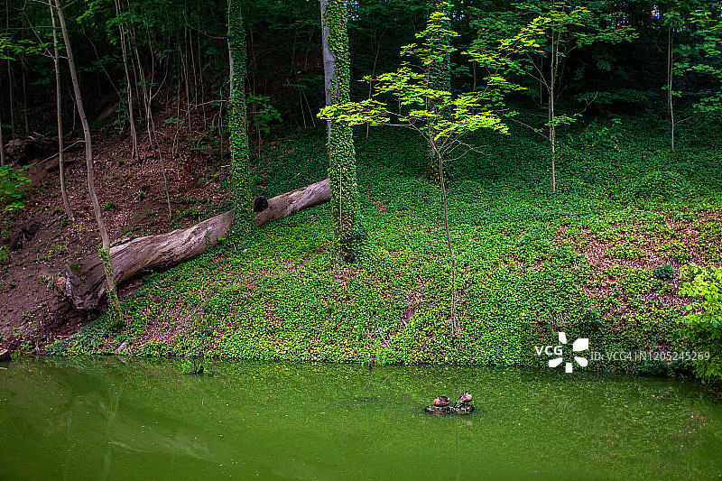 森林中的一条小河图片素材