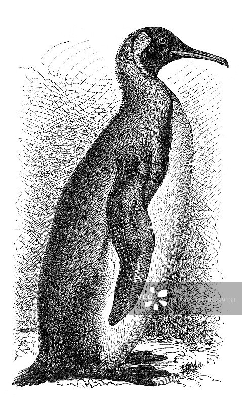 帝企鹅站立插图1895年图片素材
