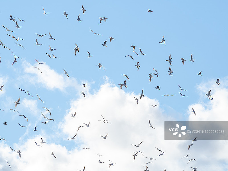 一群海鸥在蓝天白云的映衬下飞翔图片素材