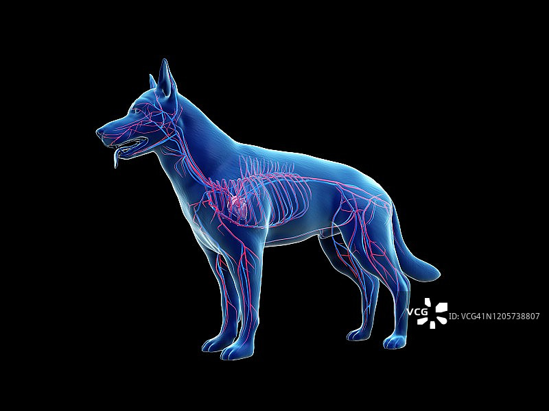 犬血管系统，插图图片素材