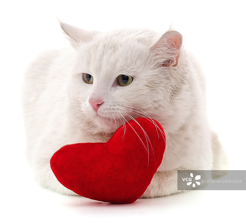 猫和红心。图片素材