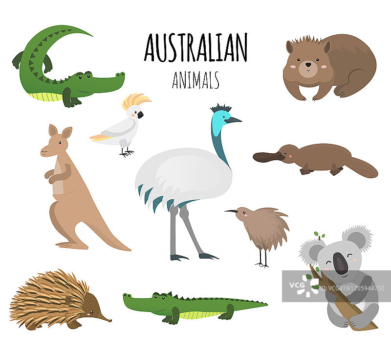澳大利亚动物-向量集。袋鼠，考拉，几维鸟，无翅鸟，针鼹，袋熊，鸸鹋，凤头鹦鹉，鸭嘴兽，鳄鱼…图片素材
