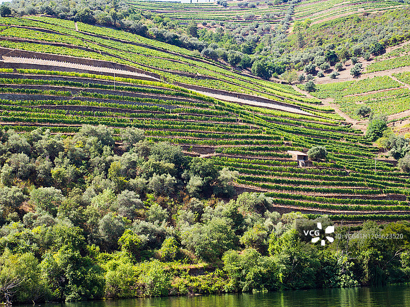 绿色的葡萄园在风景Duero河岸边靠近Pinhão，葡萄牙图片素材