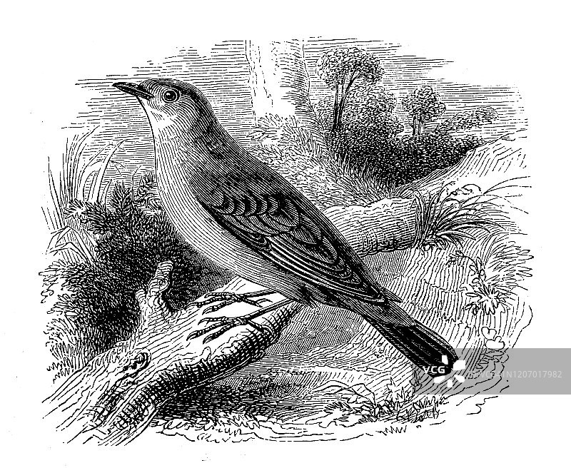 古董动物插画:花园莺(西尔维亚·博林)图片素材