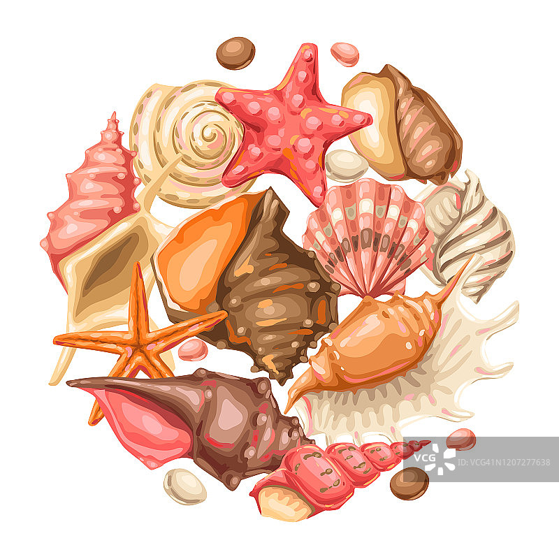 背景,贝壳。热带水下软体贝壳。图片素材